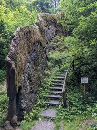 Wachsender Felsen in Usterling bei Landau a.d. Isar